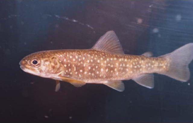 Salvelinus leucomaenis